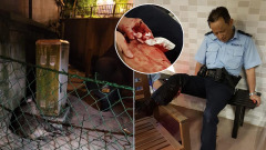 香港野猪袭警网民悼念“英雄猪”(组图)