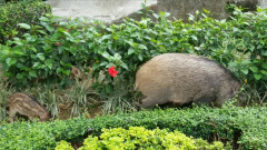 袭警遭灭顶渔护署将人道毁灭市区野猪(图)