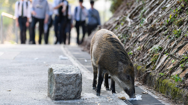 圖為香港市區出現的野豬。（圖片來源：Getty Images）