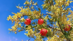 俗語「門前有三樹家興富三世」是哪三種樹(組圖)
