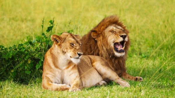 肯尼亚国家公园的导游无意间拍摄到公狮与母狮的趣味互动。