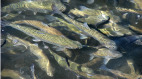 託夢成真魚泉湧入大量魚群年年有餘(圖)