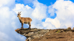 奇聞異事:救命的山羊碾不死的娃(圖)