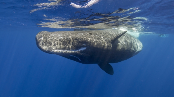 世界上最大的齒鯨抹香鯨，呼吸一次後可在海中待2個小時。