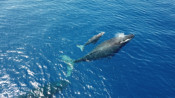 鲸鱼是哺乳类，不呼吸怎么在海里睡觉呢？