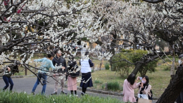 東京鐵塔旁芝公園的梅園約有70多棵梅樹，目前白梅盛開，如同一片銀世界，花瓣冉冉飄落時，相當浪漫。