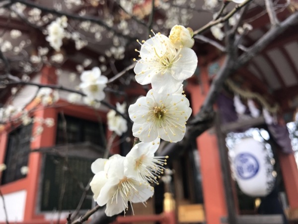 奈良时代王公贵族赏花是以赏梅为主流，而非赏樱。