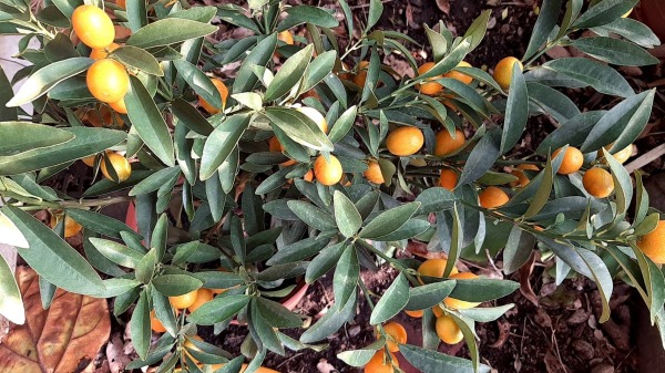 橘子象征大吉大利，在过年期间摆放，象征在新的一年添财又添运。
