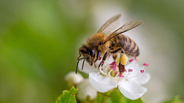 蜜蜂有某些令人驚奇的認知能力。