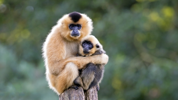 日本长崎县动物园中，一只独居5年的母猿，前阵子居然怀孕生下猿宝宝，让园方相当傻眼。