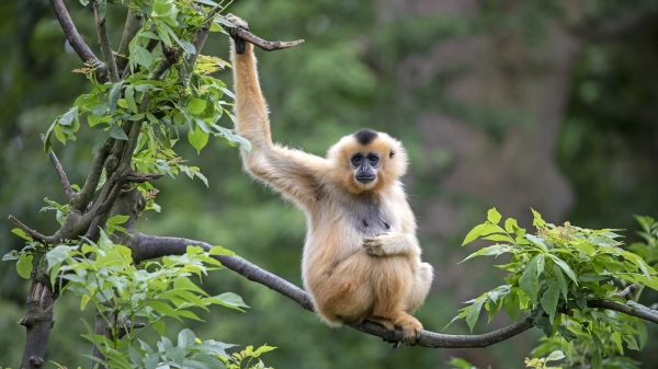 長臂猿產於亞洲，是一種小型的猿類，無尾，手腕關節靈活，擅於作手臂渡越的動作，動作快速靈巧，有「森林特技家」的美譽。
