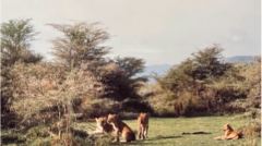 走进非洲坦桑尼亚塞伦盖蒂国家公园（一）(视频)