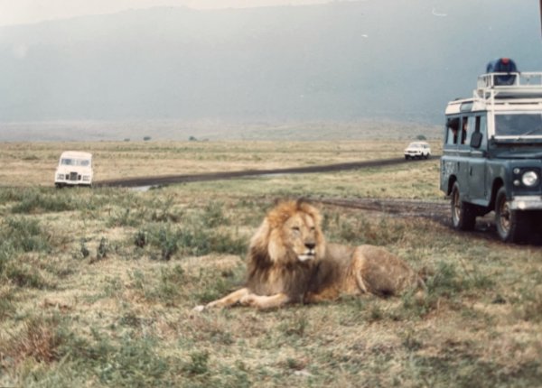 ​​​​​​​动物迁徙时总有狮子猎豹等尾随其后。