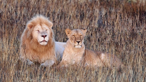 动物迁徙时总有狮子猎豹等尾随其后。