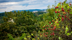 鬼打牆是怎麼回事總走不出這個圈圈(圖)