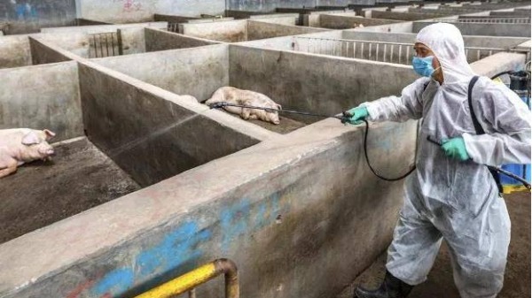新疆維吾爾自治區伊犁州伊寧市一處養殖場爆發非洲豬瘟疫情，293頭豬發病，死亡280頭活豬。示意圖：養殖場消殺（圖片來源：微博）