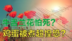 牛舌蘭花怕死雞蛋被煮超惶恐(視頻)