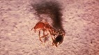 红火蚁已入侵中国625个县市区一次就“要命”(图)