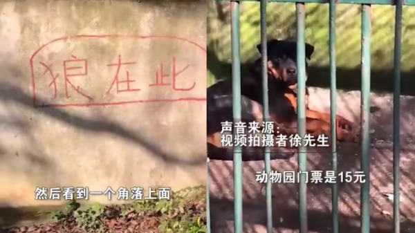 中国动物园“以狗充狼”网友笑喷