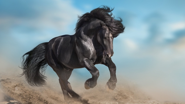 若一匹马“四蹄”状态好，就可称得上是匹有潜力的千里马。