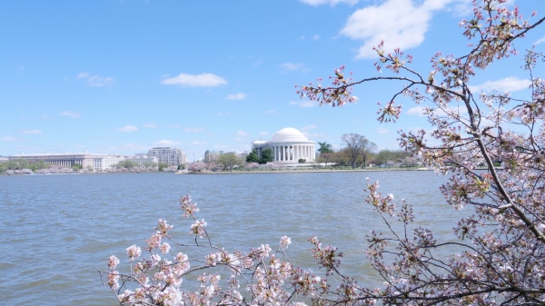 樱花环绕的华盛顿特区杰斐逊纪念堂。