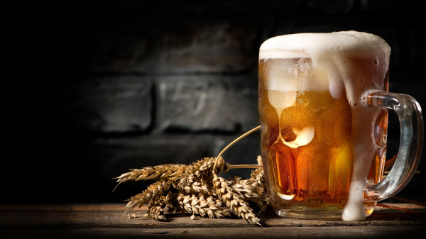 大量喝啤酒，有可能会导致痛风出现。