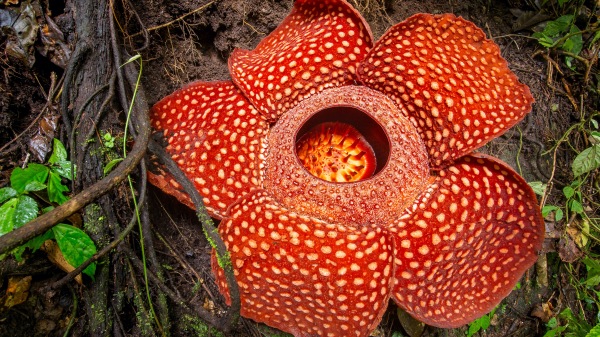 世界上最大的花叫“大王花”(Rafflesia)。