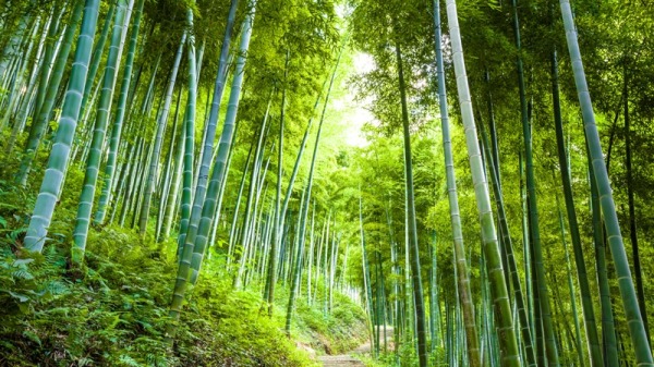 竹子熬不过那3厘米，哪能6周就长15米。