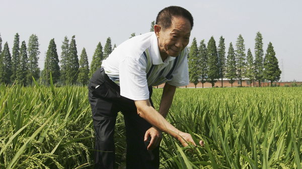 2006年6月20日，袁隆平在湖南长沙的一片杂交水稻田里。