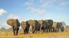 疫情奇观肯尼亚现200头大象婴儿潮(组图)