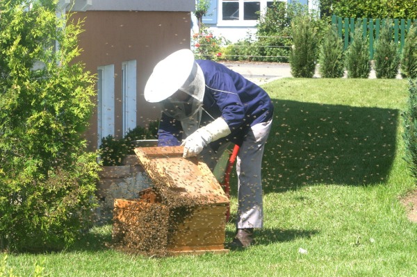 蜜蜂 養蜂人