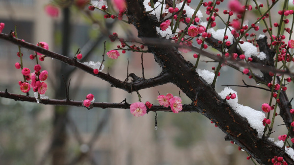 腊梅迎春开放。（图片来源：Pixabay）