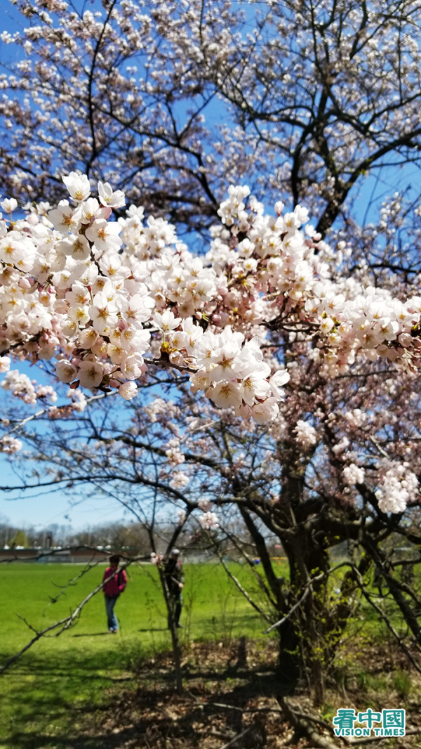 向阳的枝头上才开满了淡粉色的樱花