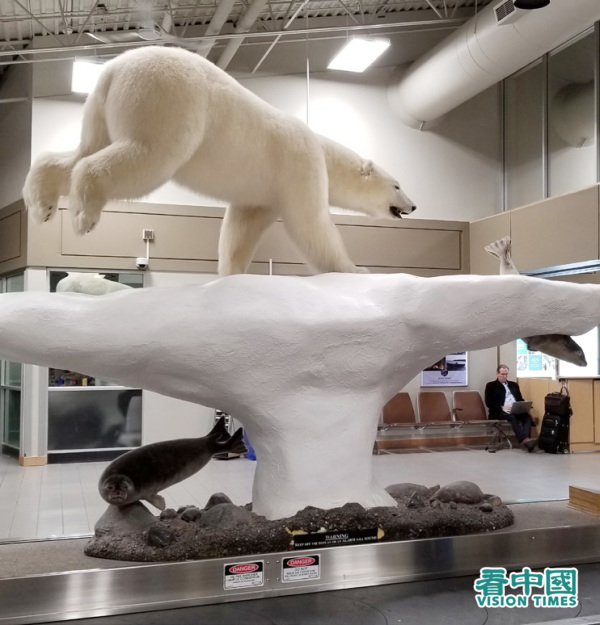 机场传送带上方有北极熊和海豹的标本，颇具本地特色