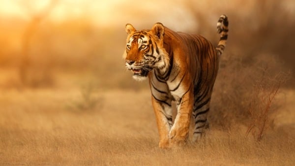 猎人救了小老虎，小老虎却跟着他们，怎么赶也不走。