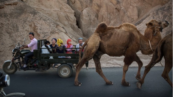 示意圖：2016年9月12日，在中國西部新疆吐魯番縣，一個維吾爾族家庭騎著駱駝在公路上路過（圖片來源：Getty Images）