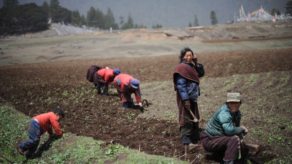 妇女在田间劳动