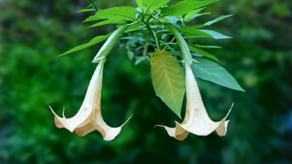 曼陀羅