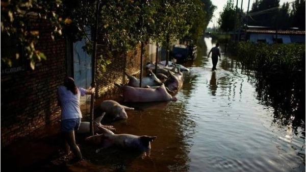 河南开封养殖场被大水冲毁，超6000头猪被淹死漂浮水面（图片来源：微博）