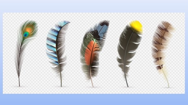 由左而右，A、B、C、D、E五根羽毛选出你最喜欢的那一根，看出你隐藏的性格。