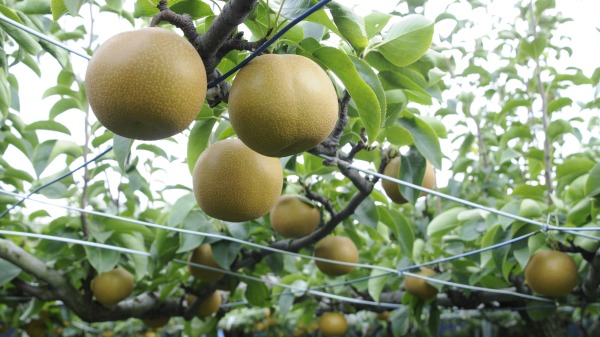 台湾的丰水梨不但甜而且水分多，正是盛产又最好的的时期。