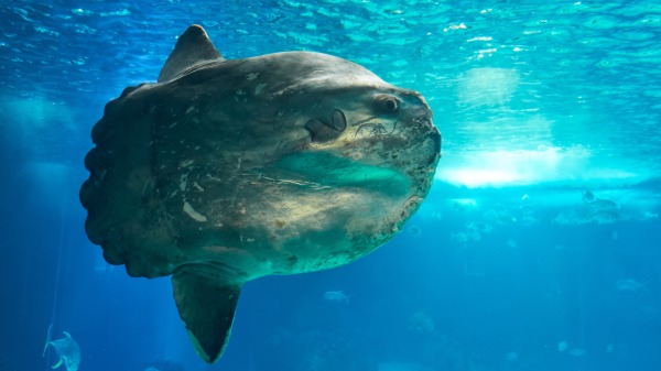 翻车鱼，又称太阳鱼（Sunfish）、曼波鱼，英文学名为Mola Mola。（图片来源：Adobe Stock）