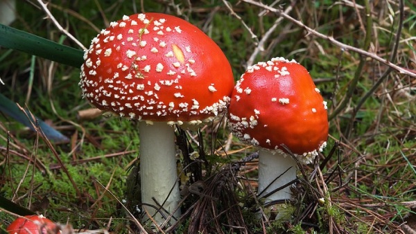 毒蘑菇示意图。
