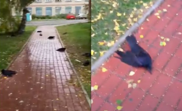 俄罗斯有乌鸦集体离奇死亡