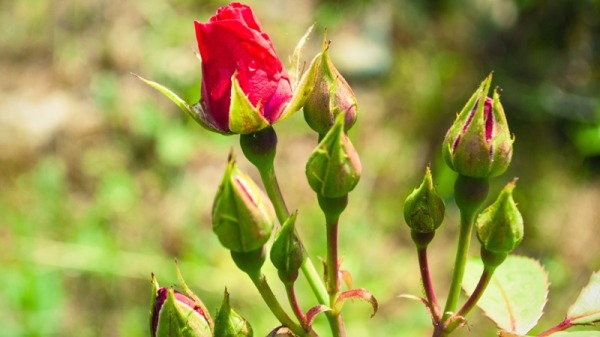 含苞待放的红玫瑰花蕾。