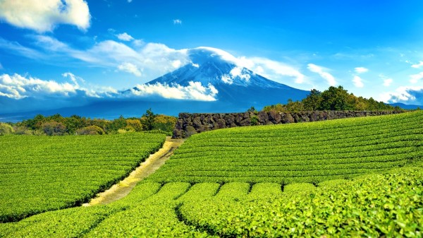 日本静冈的富士山和绿茶种植园