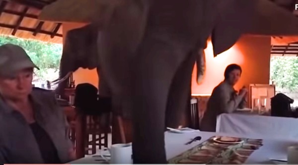 遊客傻眼嚇到不敢動大象竟然來吃自助餐了