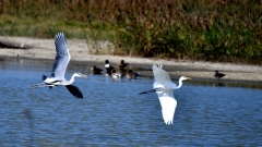 廝殺不用難看優雅更顯風度(組圖)