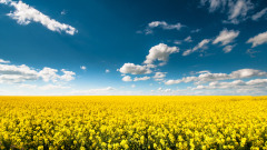 升官奇遇质朴笨才竟然升到四品官(图)