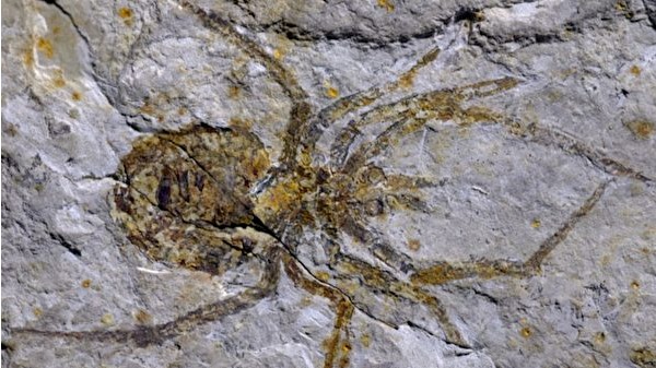 中國科學家拿假的巨蛛化石發表論文，最後被美國堪薩斯大學的專家拆穿了